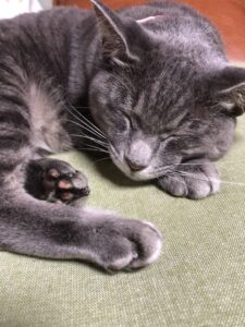 ねこ