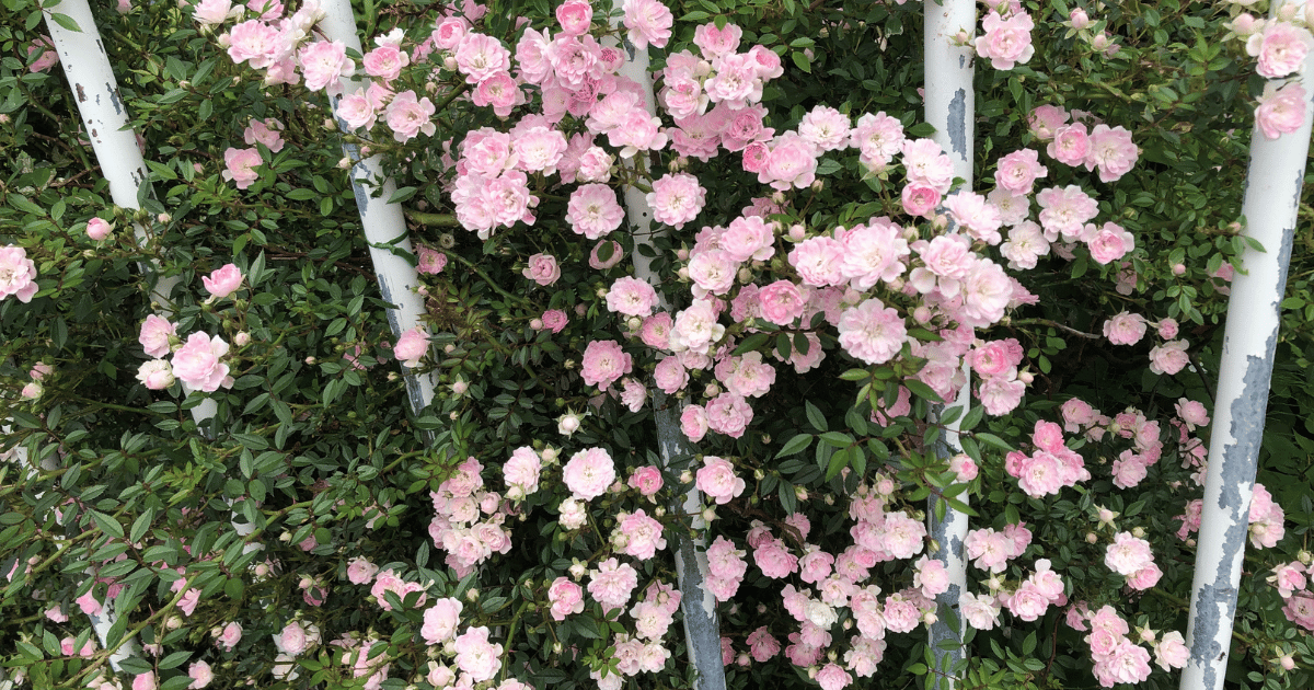 Rose Garden