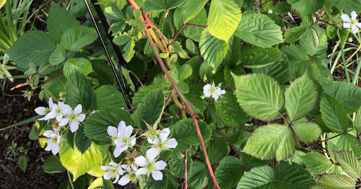 北海道の庭ブラックベリーの花