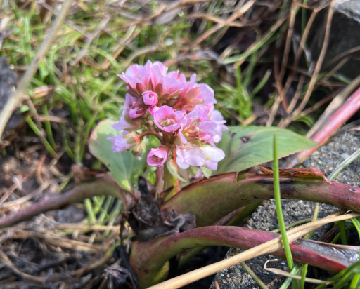 北海道北空知の春の庭